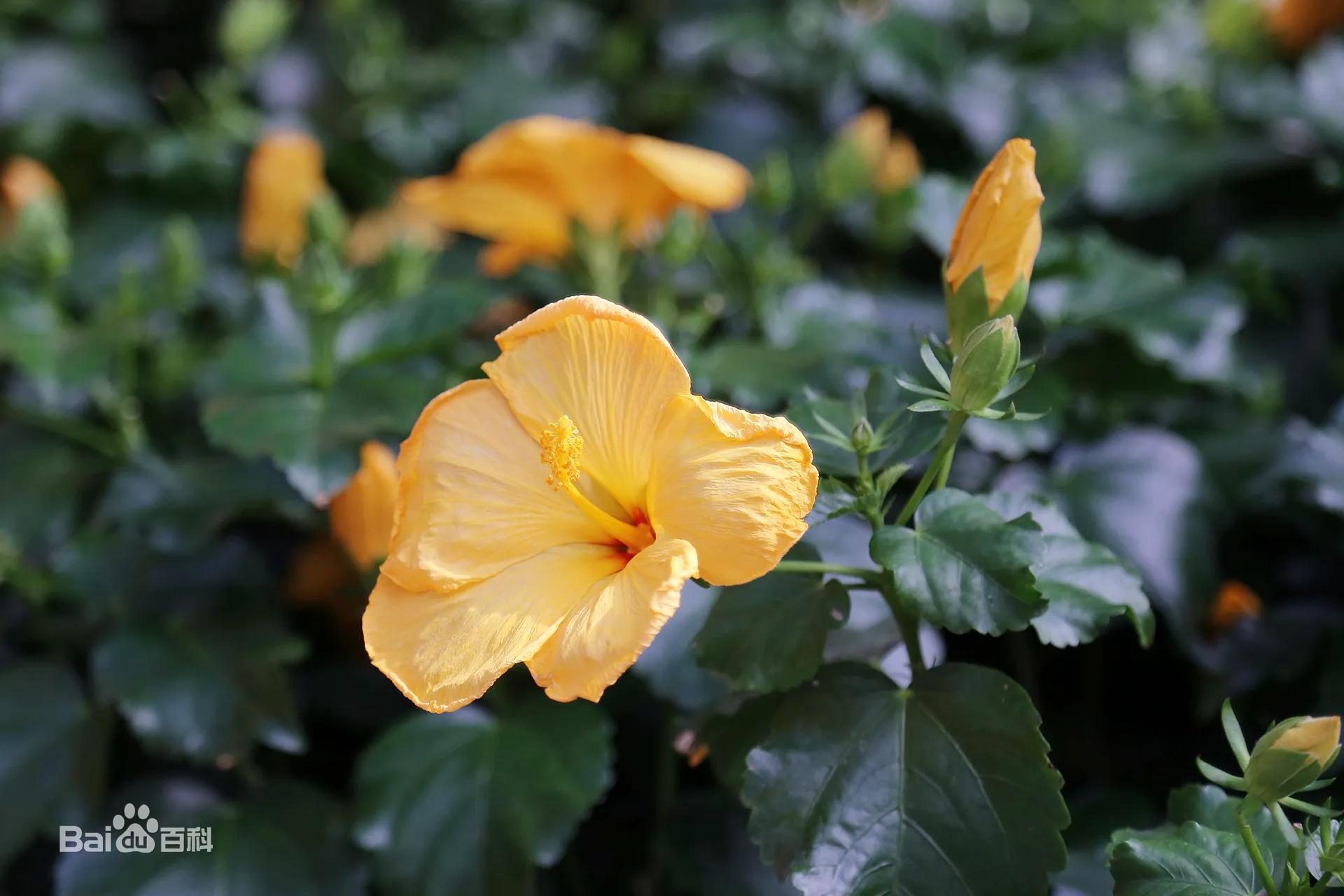 十大名花花卉,国画花卉图片大全
