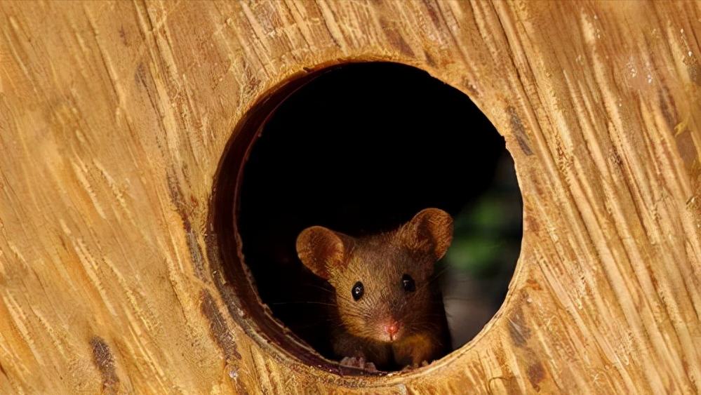 鼠王被抓叫来老鼠报复咬人,老鼠爬到床上为什么还会咬人