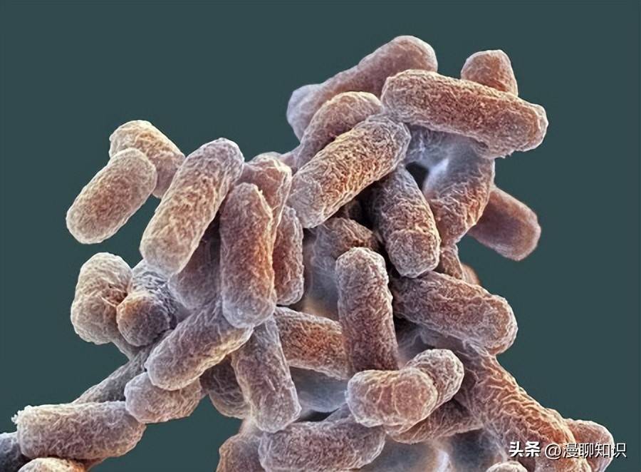 马立克氏病是由疱疹病毒引起的,马疱疹病毒症状