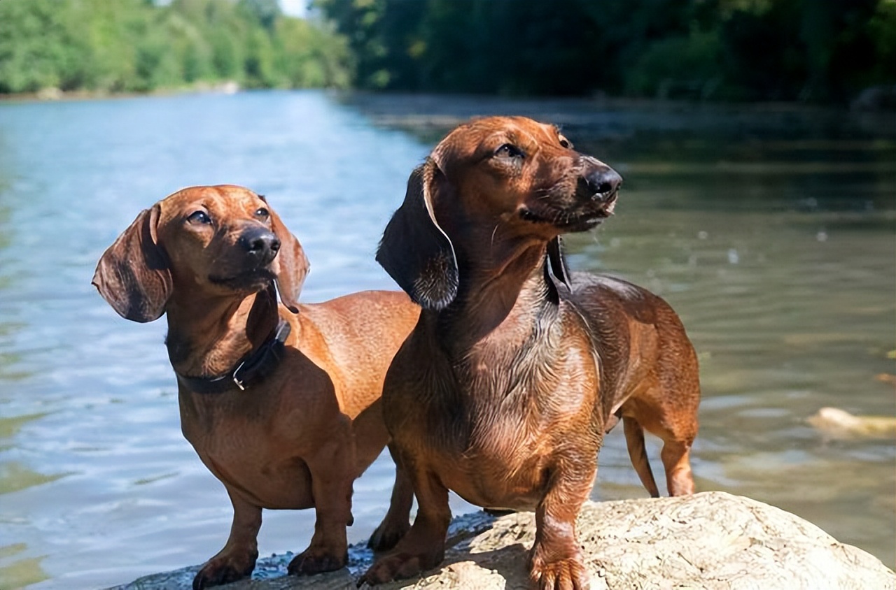 新手养狗选择哪种狗便宜又好,养狗新手推荐什么狗大型便宜好养