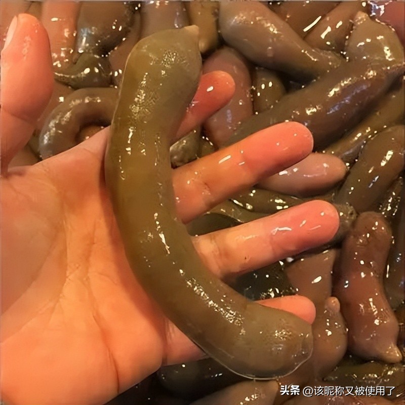 【天福山起义】山东之地理：11.“鲁”字里的鱼是河鱼还是湖鱼？