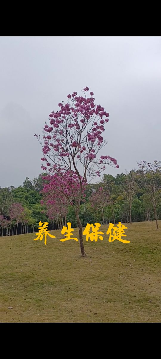 为何见肝之病先实脾,见肝传脾为什么要先实脾