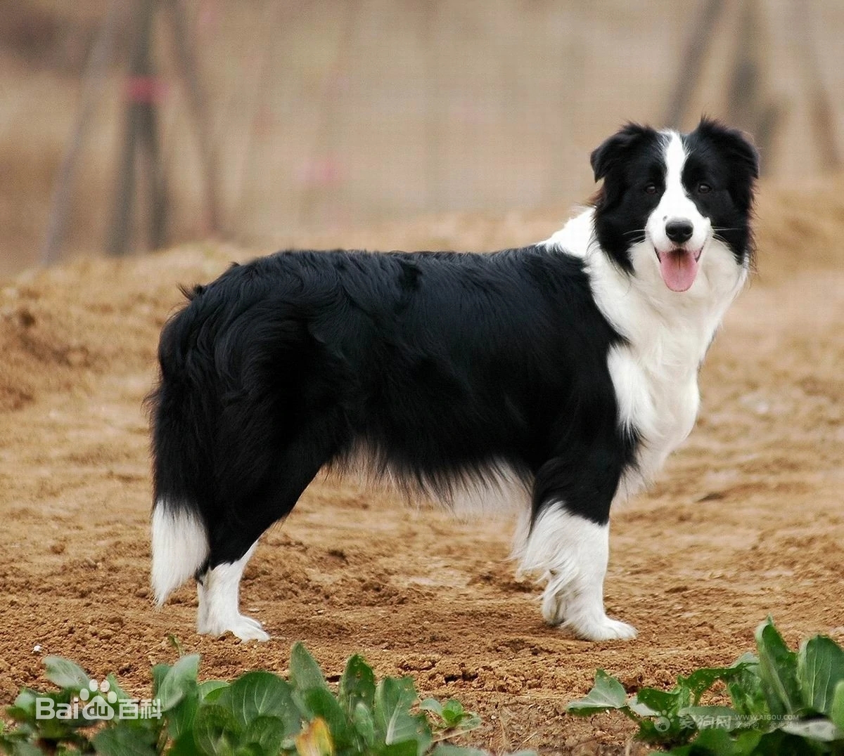 狗边境牧羊犬,边境牧羊犬训练的方法
