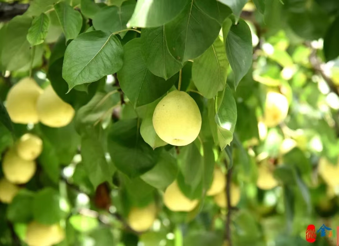 金川梨花节助力乡村振兴,金川县乡村振兴田园综合体