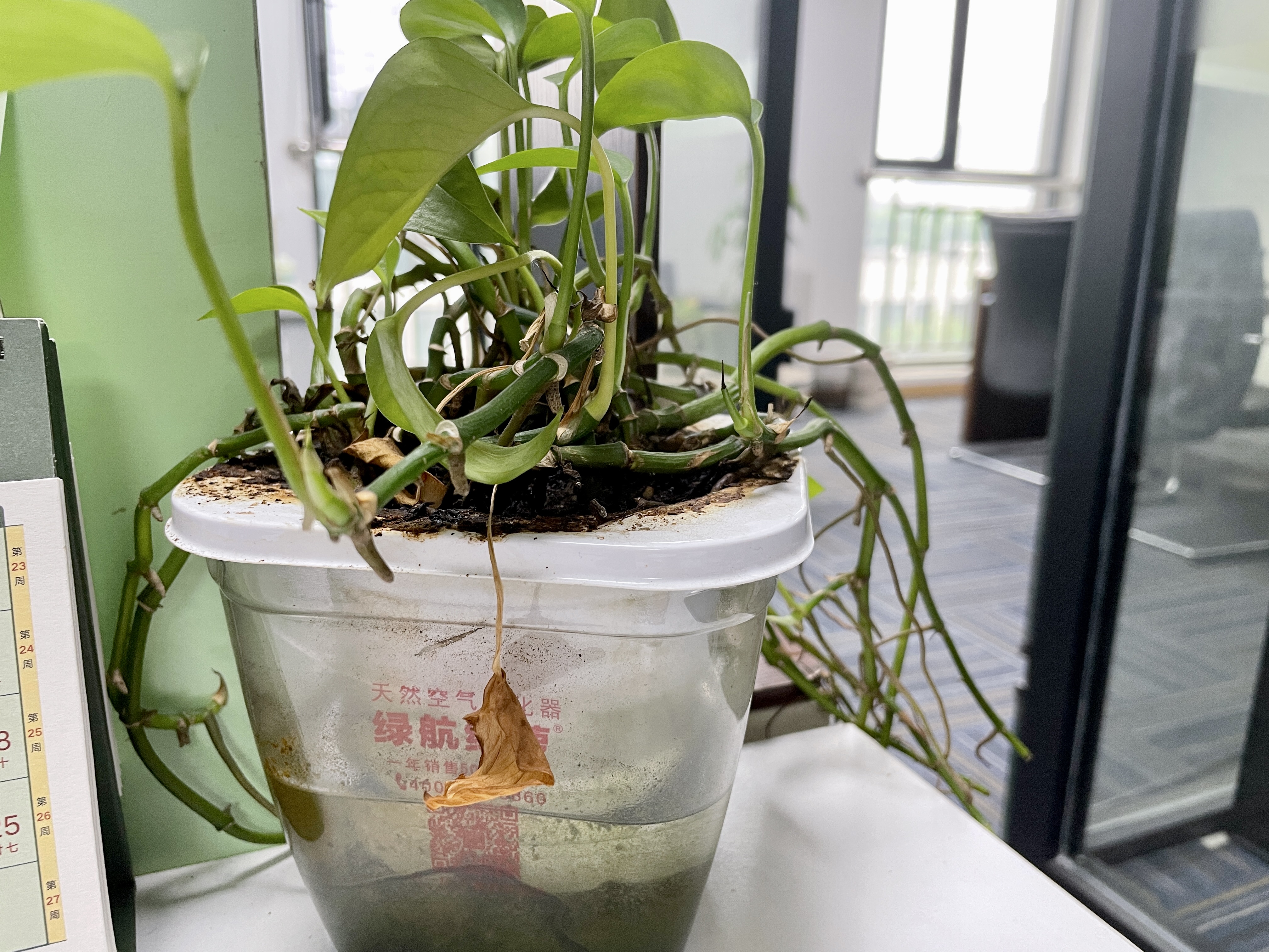 如何去除甲醛真实除醛经历分享,现在除甲醛最先进的方法