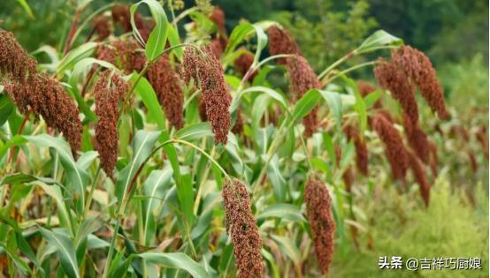 玉山茅台和贵州茅台区别,台湾茅台与大陆茅台区别