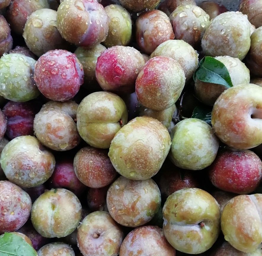 南方十大好吃水果有哪些,南方十大水果