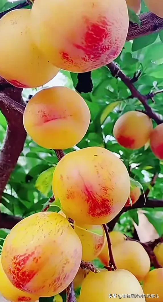 壁纸美图,各种水果,果香四溢,酸甜可口,丰收的喜悦