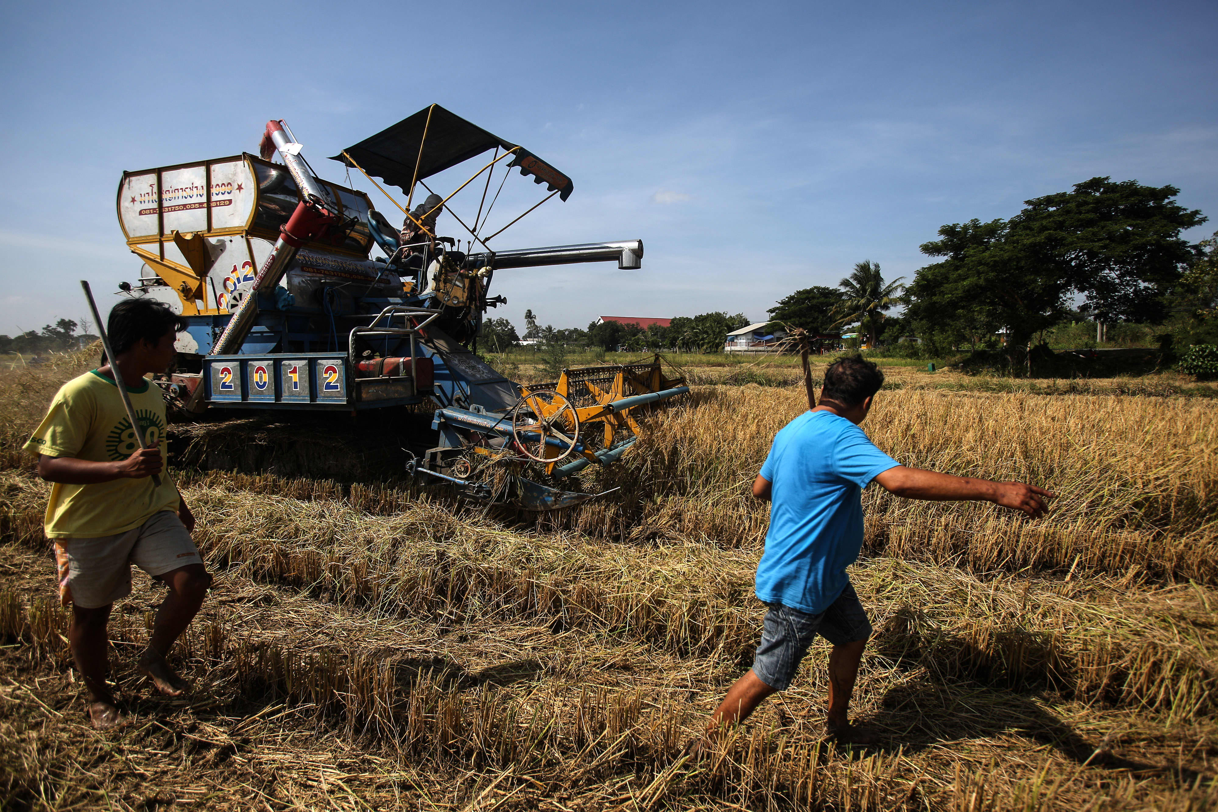 泰国香米一亩地产多少,泰国水稻有多少亩