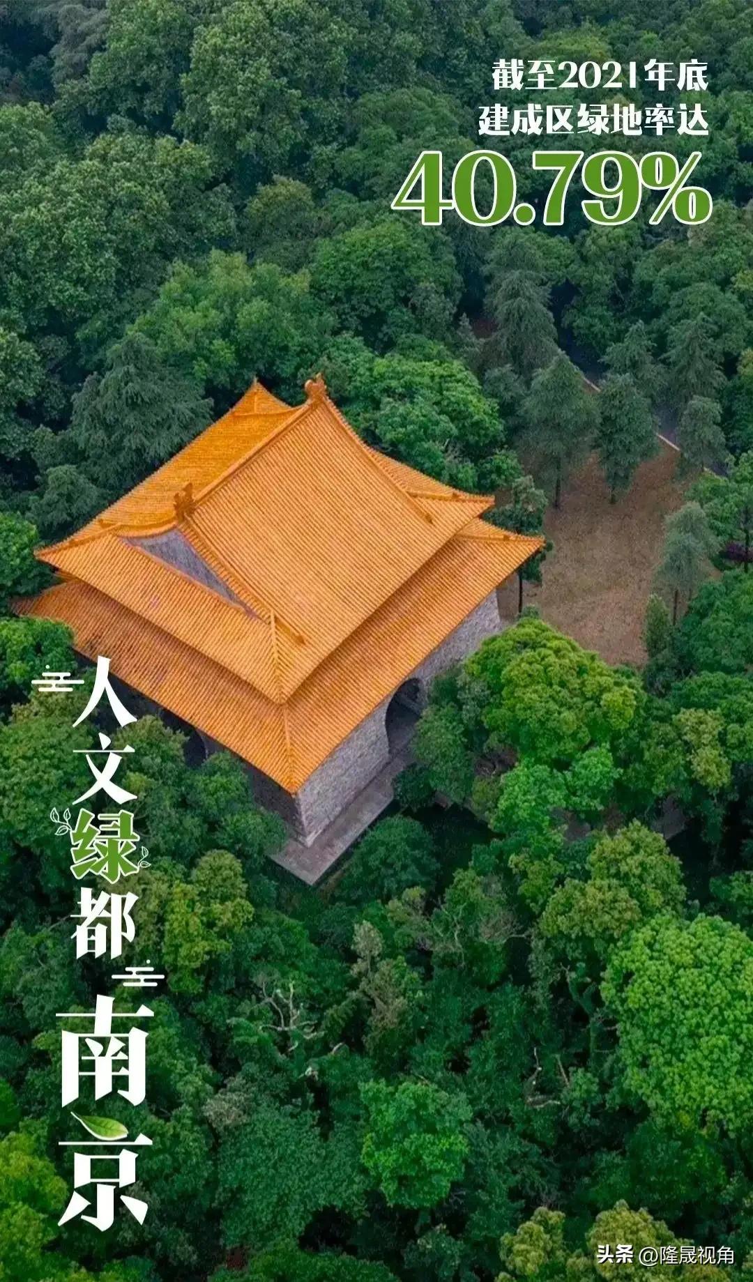 只有南京才有的树,树是南京树