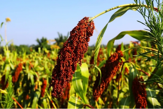 农村街头十几块一斤的散酒,街边散酒是粮食酒吗