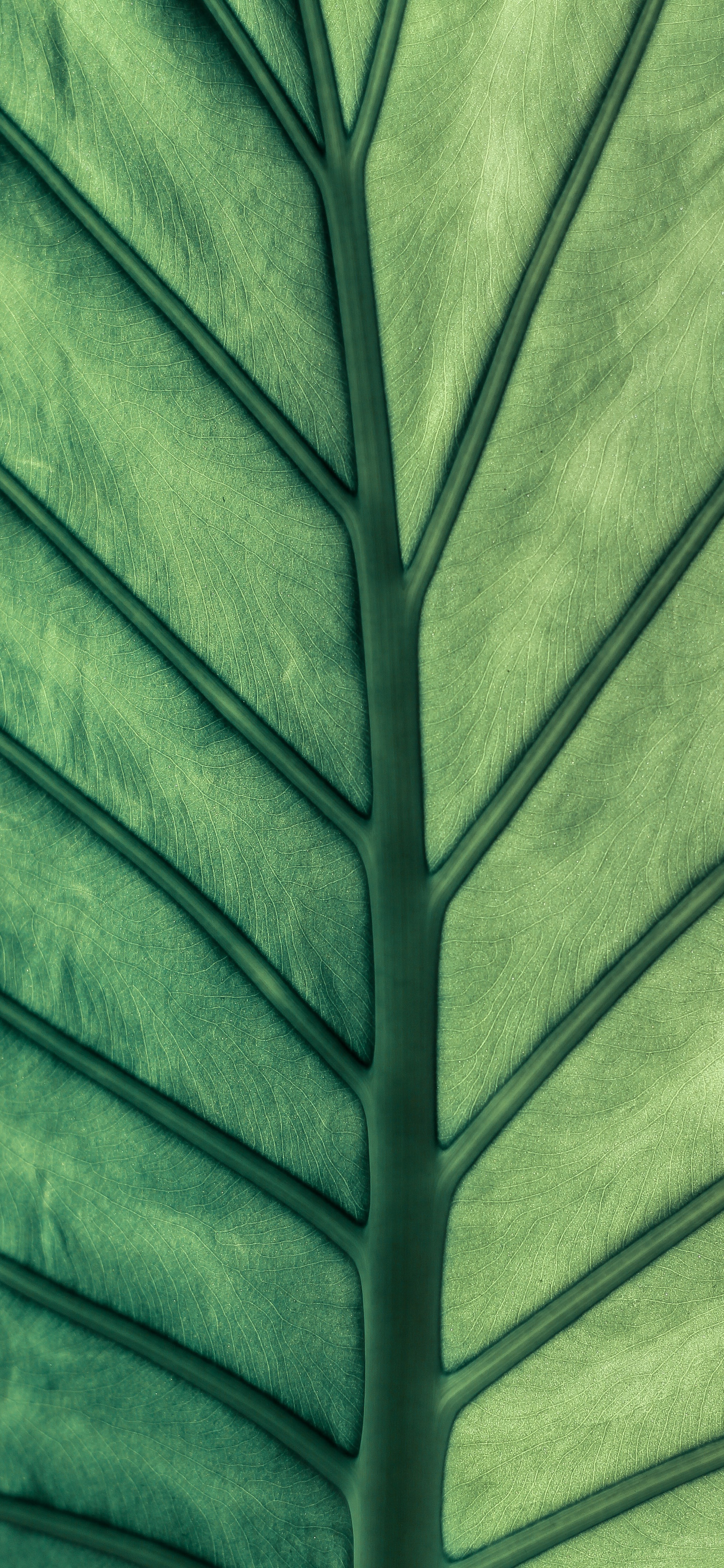 壁纸护眼好看的高清壁纸,华为壁纸绿色护眼图片大全高清