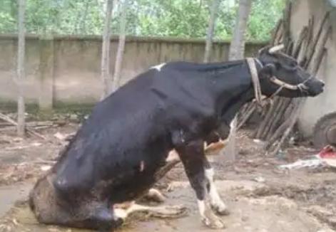 母牛产后瘫痪站不起来怎么治疗,母牛生产后站不起来怎么处理