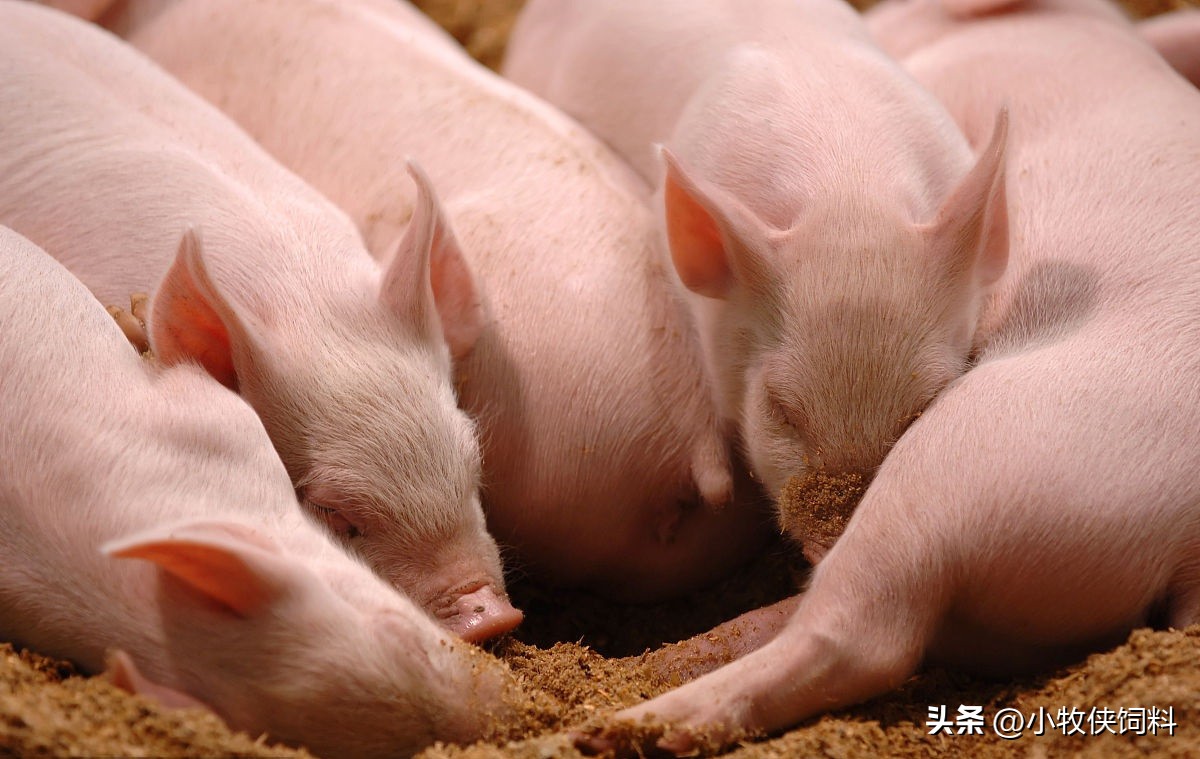 猪打架怎么治疗效果最好,猪打架怎么办