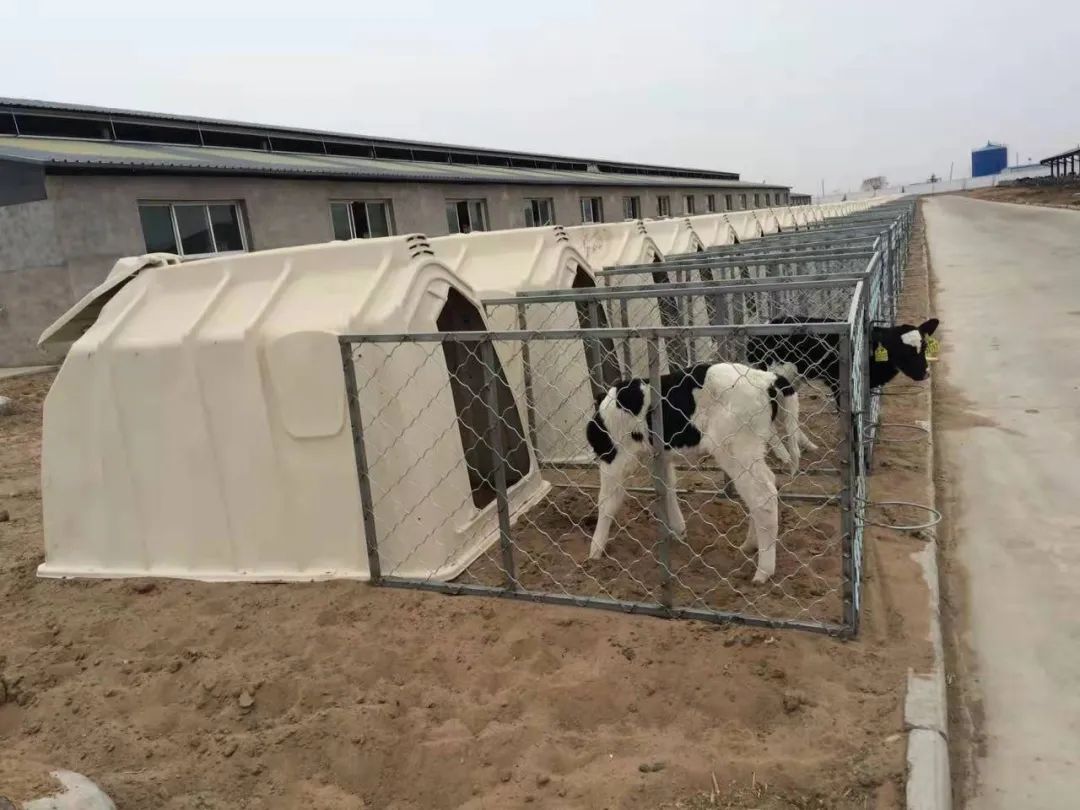 金河镇富源牧业有限责任公司：“科学”点燃畜牧业高质量发展新引擎