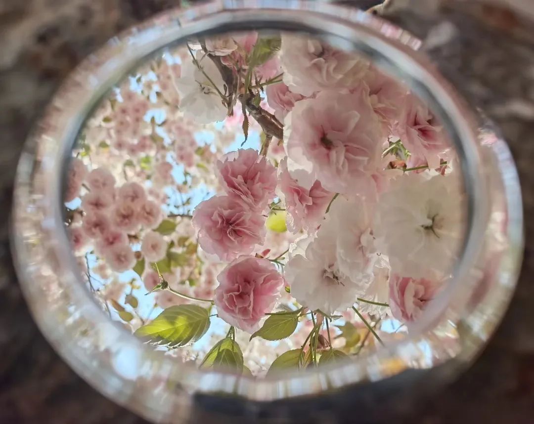 一探究“镜”!共赏镜子里的山中医