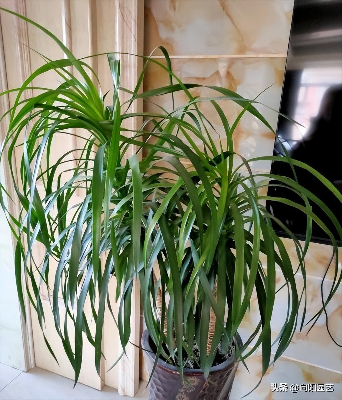 最适合懒人盆养的植物,什么植物好养又容易爆盆