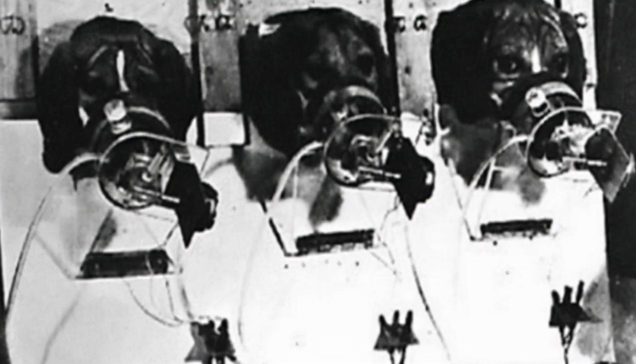 吸烟有害吗？英国*草烟**公司用48只狗做实验，三年每天抽100根烟