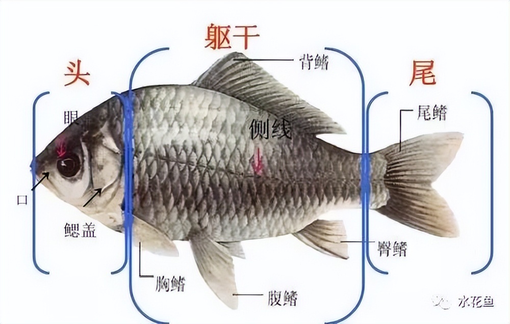 鱼的内部器官构造,鱼类的器官特征