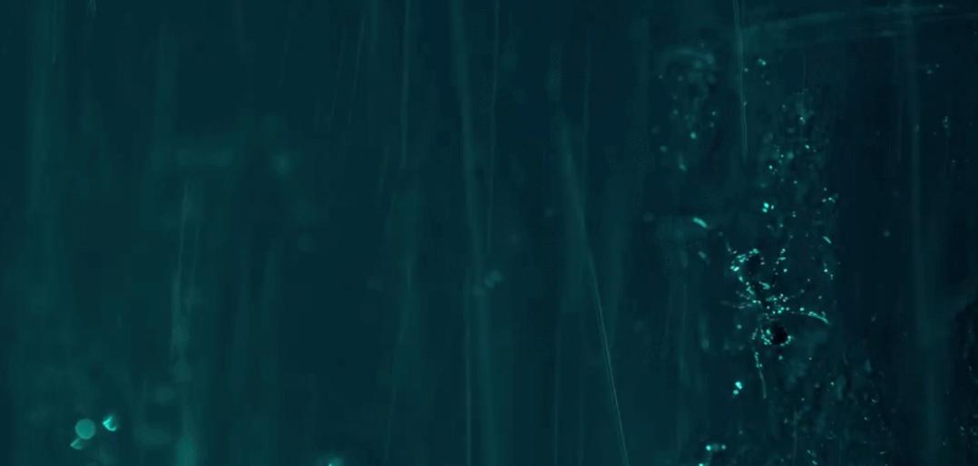 迎春花是不是在春天开放,春天真的要来了迎春花开了