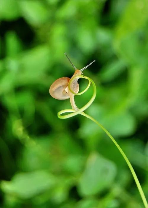 蜗牛高清壁纸4k全屏,蜗牛唯美动画壁纸