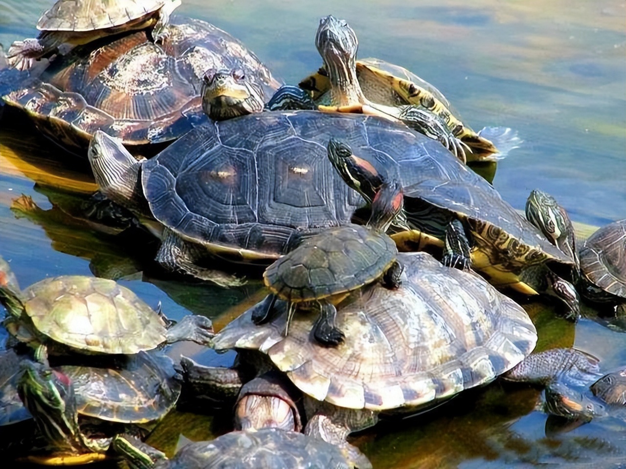 巴西龟是入侵物种为什么还要养,巴西龟可以吃蓝色小龙虾吗