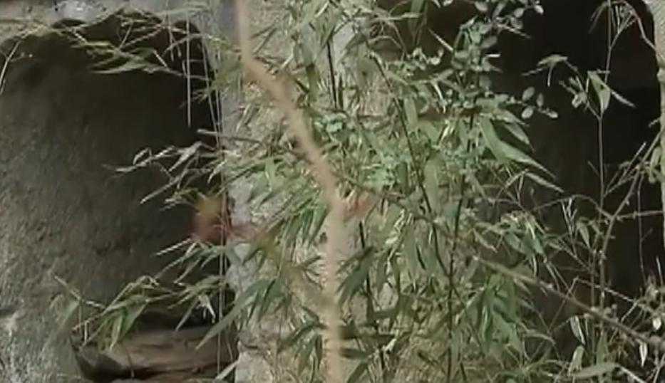 杨贵妃女儿墓之谜,杨贵妃女儿墓探索发现