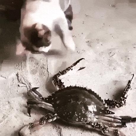 20张罕见的动物图片你看过几张,100张罕见动物照片