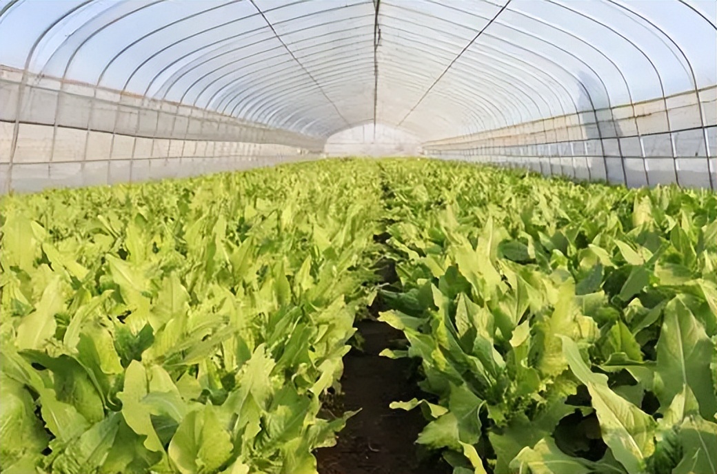 小山村种出了“院士菜”专家院士播下致富种子外出年轻人回乡创业