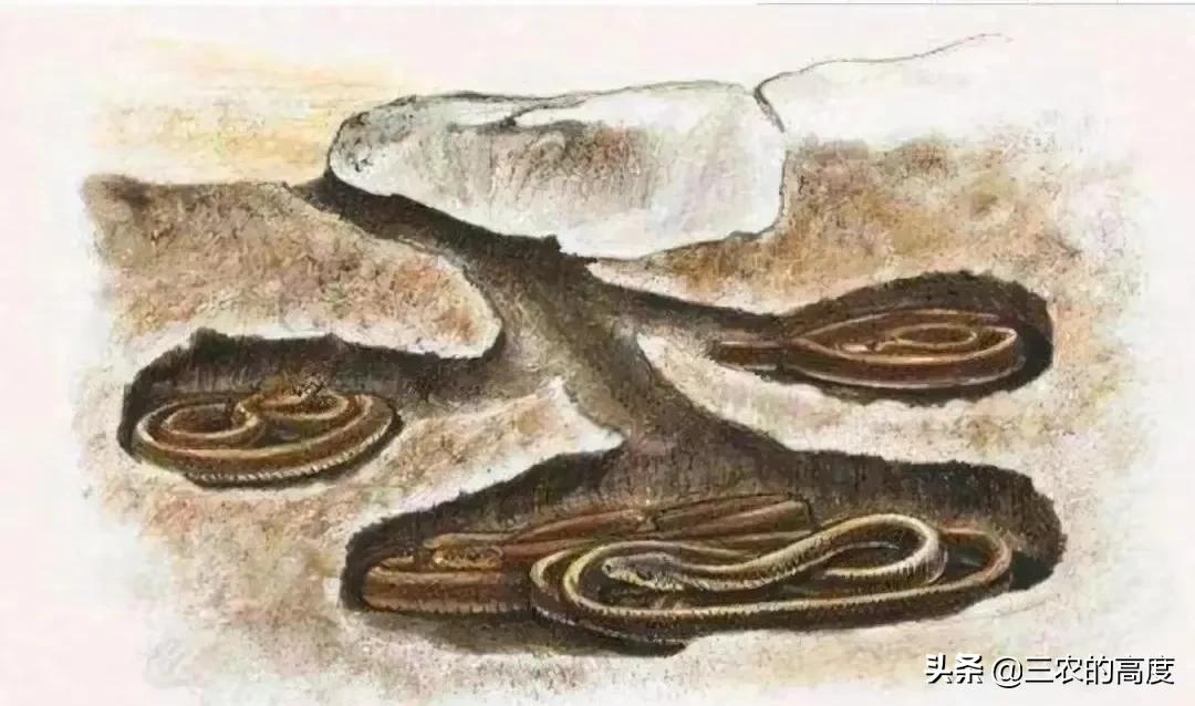 什么蛇最可怕蛇类大全,蛇类都害怕的蛇
