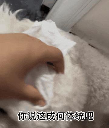 狗子坐飞机一秒钟被亲了八次，毛都快撸秃了…空姐：是不是轮到我