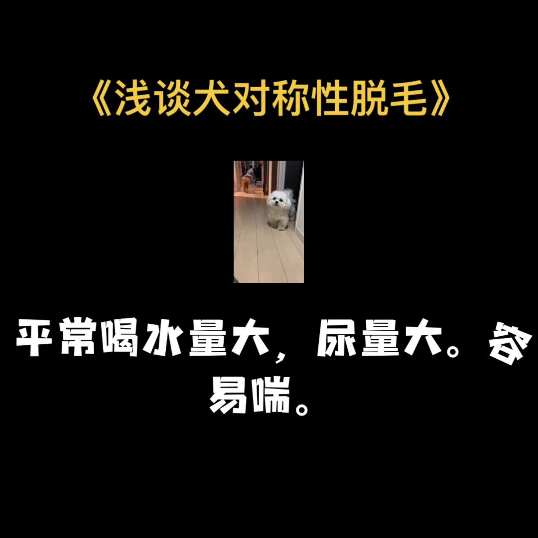 宠物犬脱毛症,犬皮肤病的诊治的论文