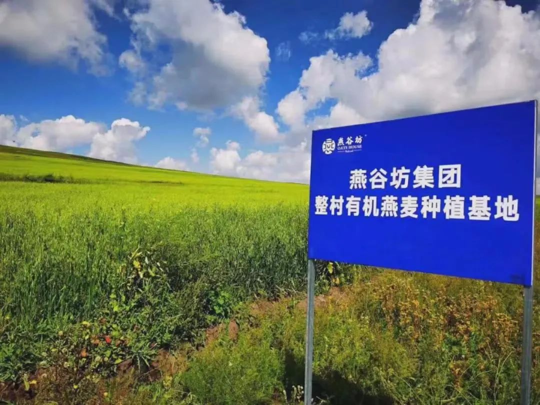 弘扬蒙古马精神|小燕麦解锁农民增收致富“新密码”