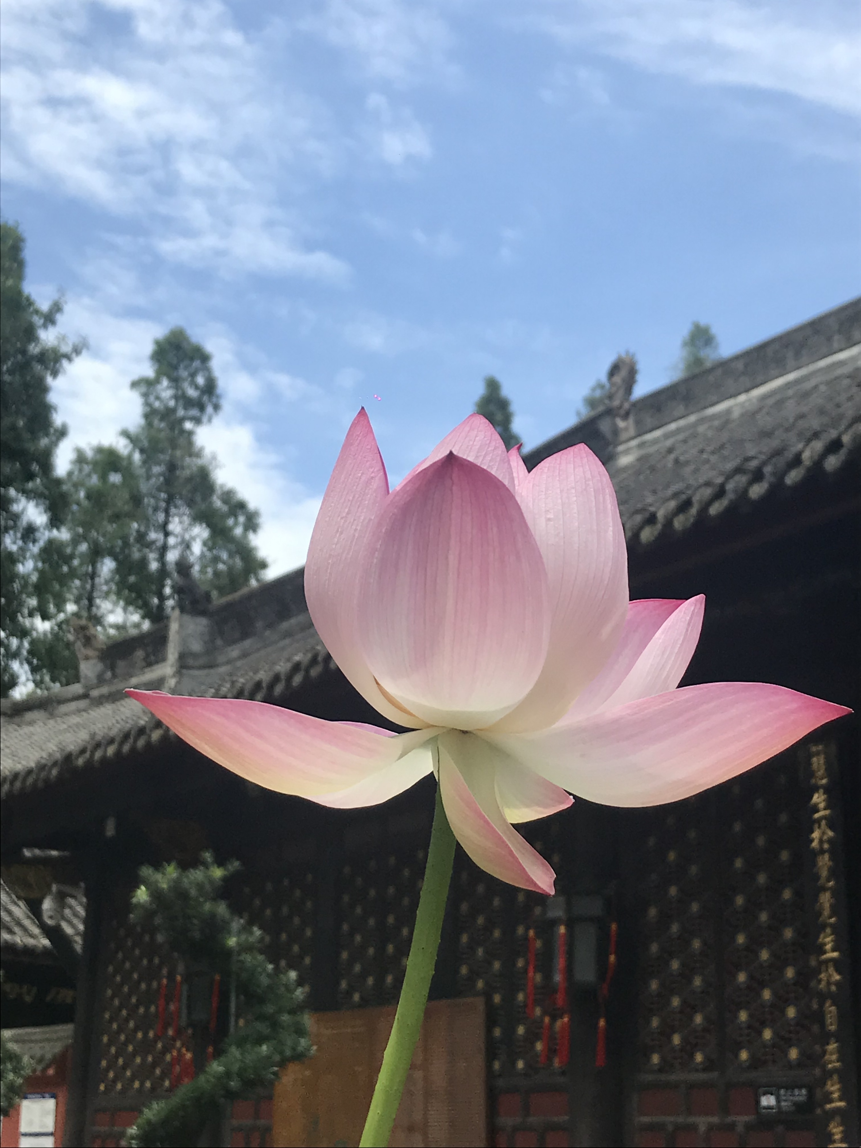 烈日炎炎赏荷花清凉一夏,京郊赏荷领略夏日之美