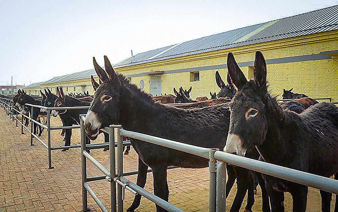 秋冬育肉驴的技术,肉驴喂什么肥料最快