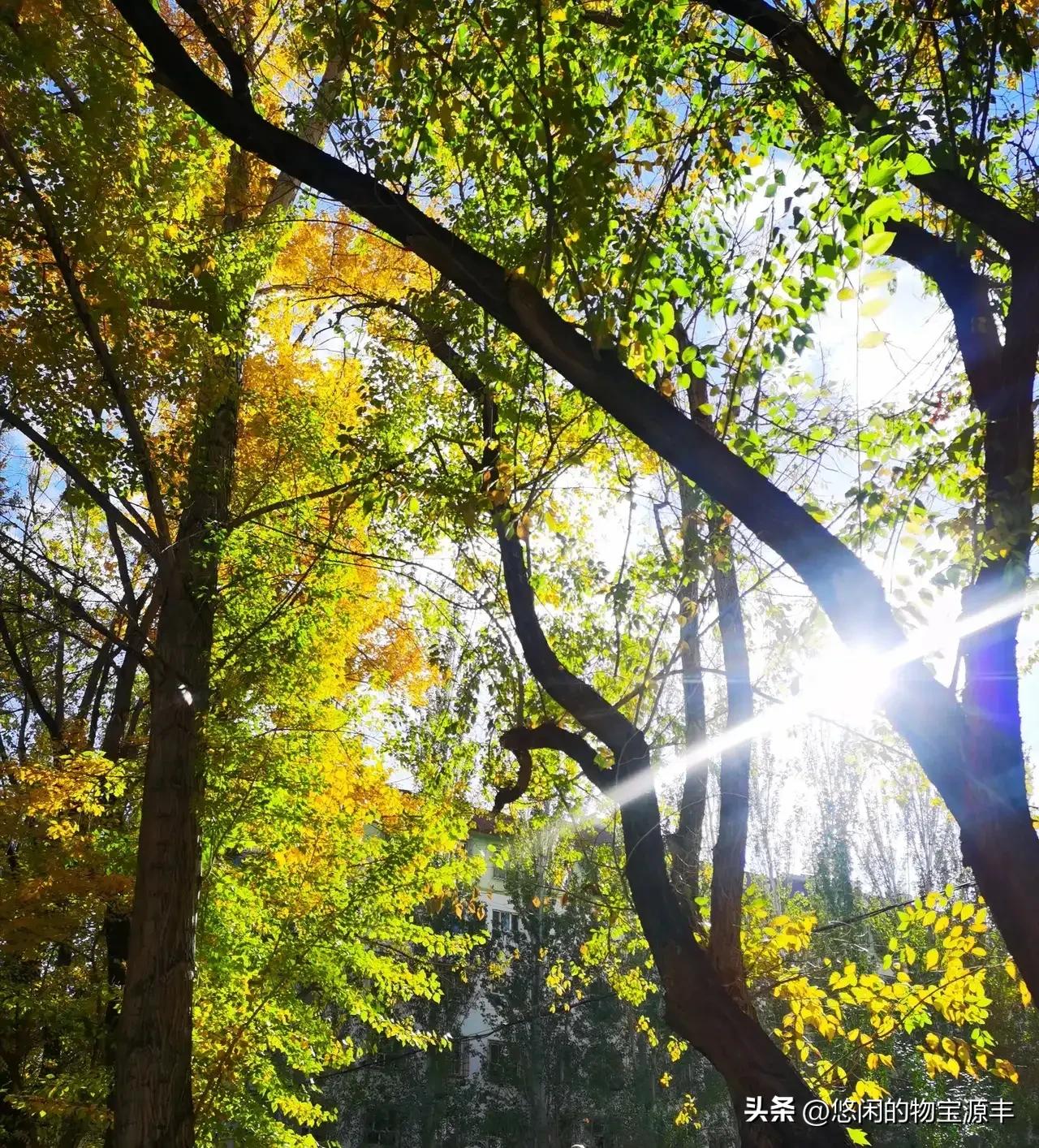 我的老父亲完整版,我的老父亲歌曲