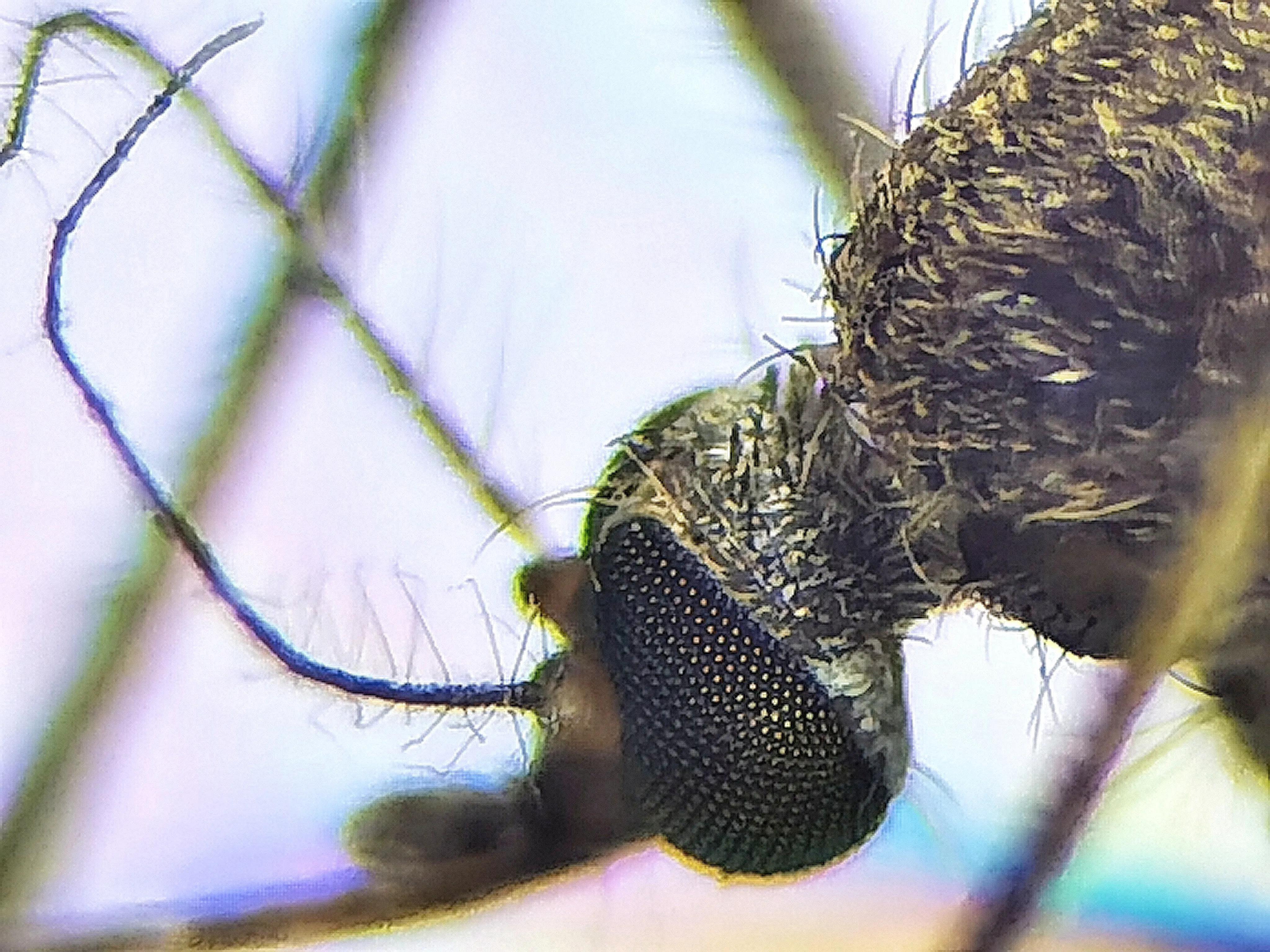 蚊子眼睛是什么样子的,科普蚊子眼睛