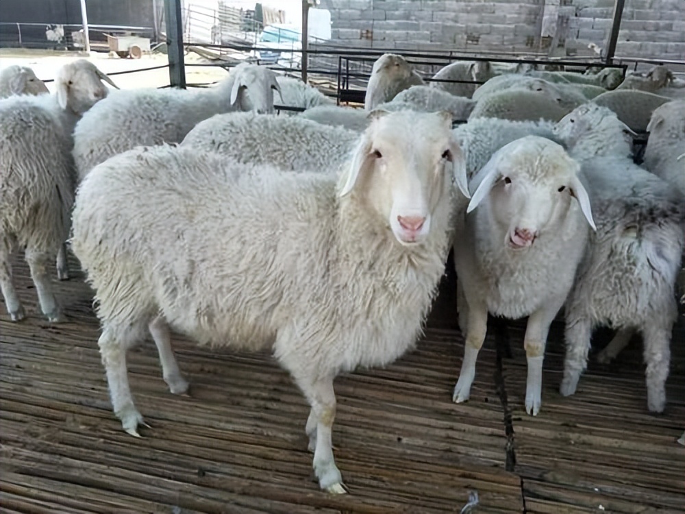 为什么小尾寒羊不太受欢迎,为什么都说小尾寒羊不好养