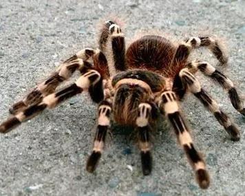 动物千姿百态,动物园的动物千姿百态