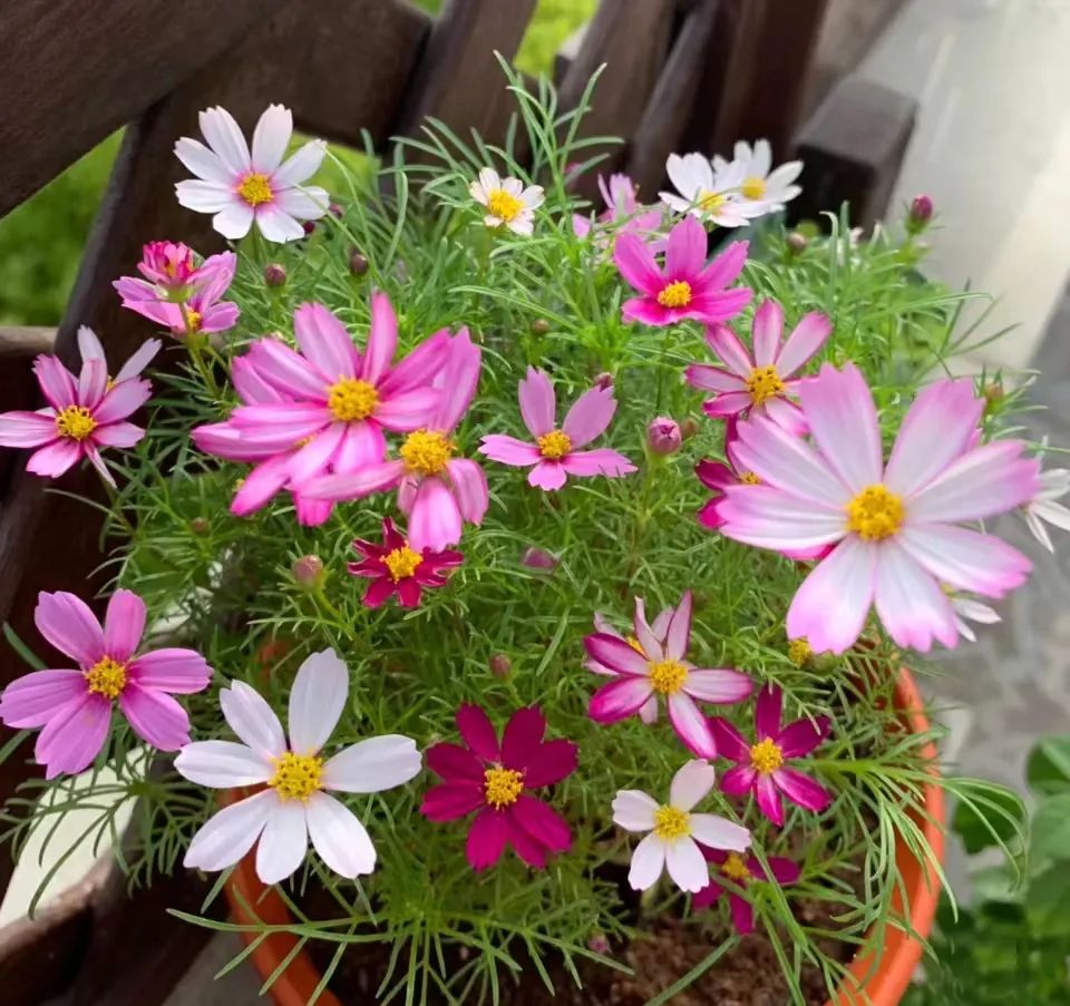 种什么花一年四季开花还好打理,南方一年四季蔬菜播种时间表