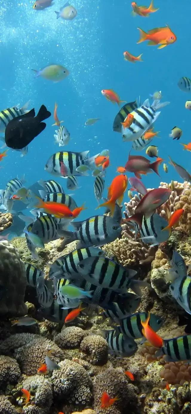海底世界高清大图壁纸,手机动态海底世界鱼壁纸