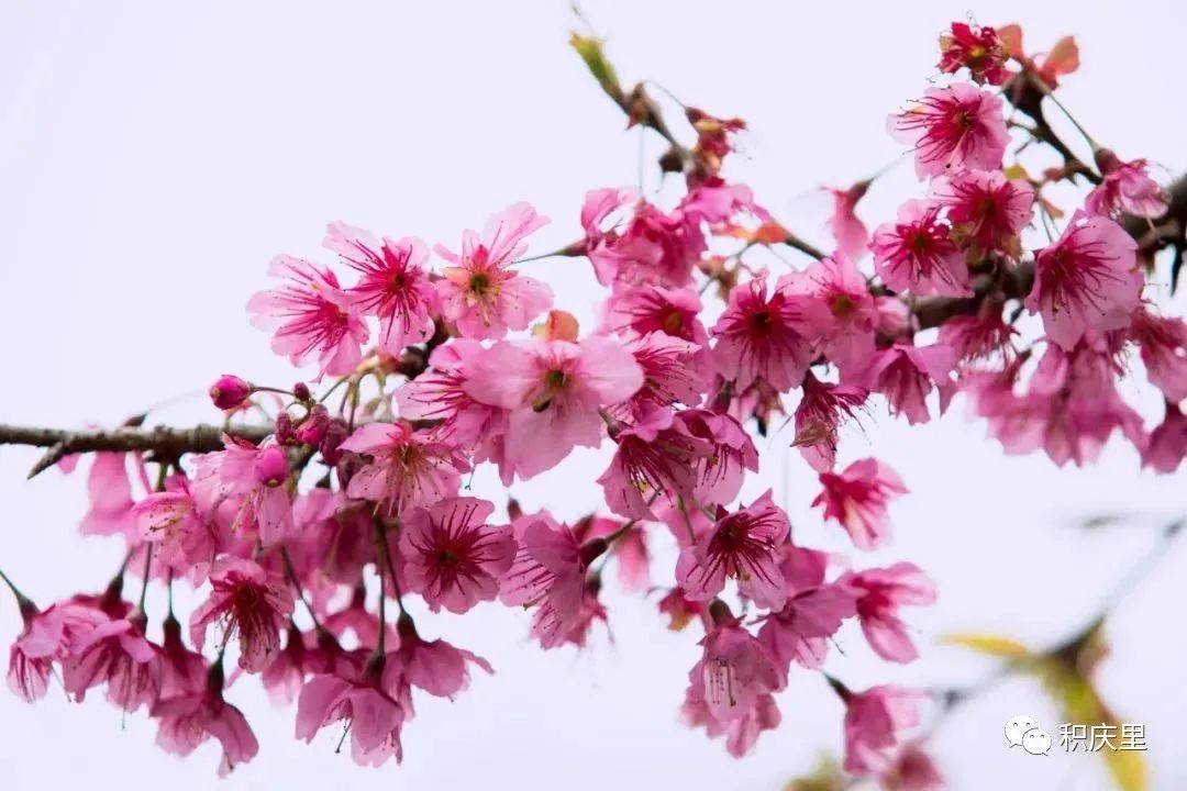 樱花烂漫，没有人会拒绝的粉色浪漫！
