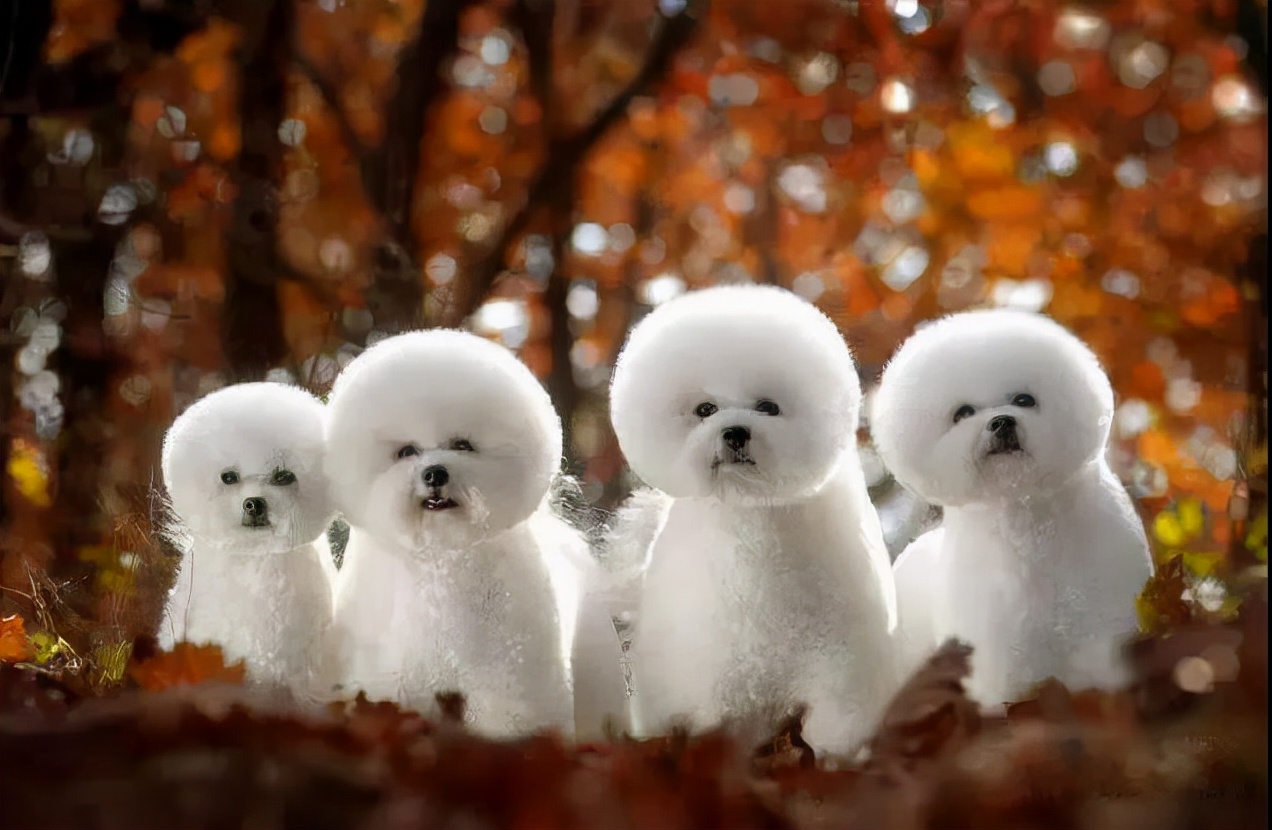 100多种名犬图片大全大图高清,100多种名犬图片大全大图