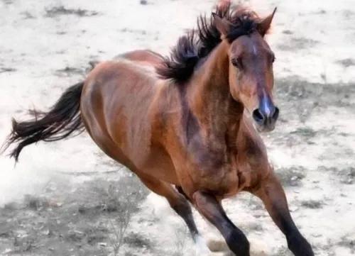 为什么关羽死后赤兔马也死了,关羽死后赤兔马到哪了