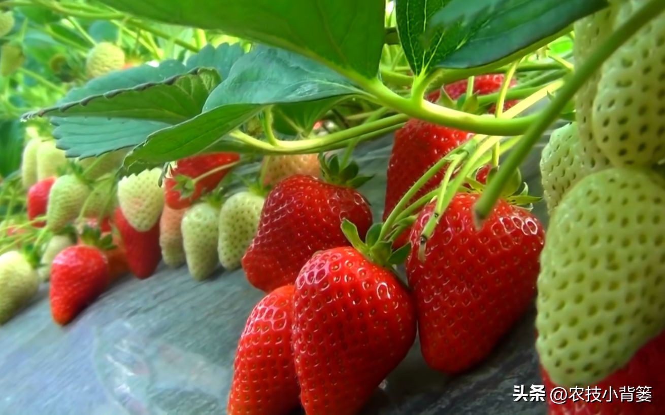 草莓的种植方法不用营养土种草莓,种草莓如果草莓苗有根如何种植