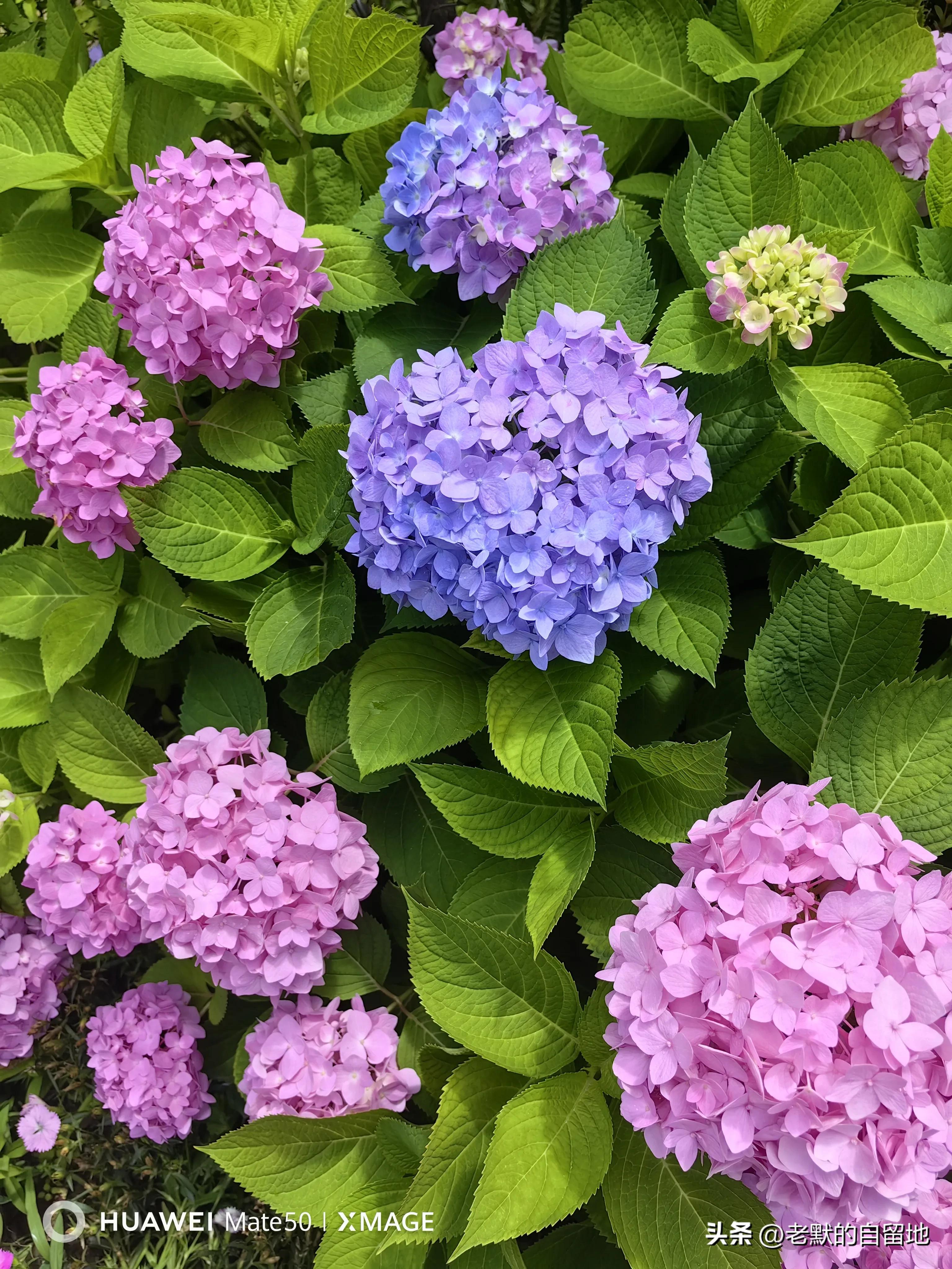 郑州市省实验小学好不好,郑州实验小学