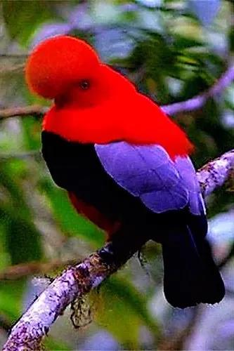 奇怪的小鸟视频,稀奇古怪的鸟