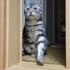 千万不要养这三种宠物猫,宠物店上常见的猫有哪些