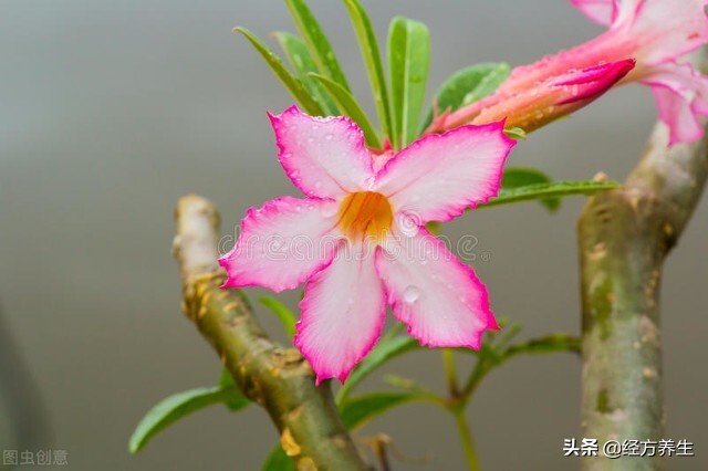 额头皱纹产生的原理是什么？