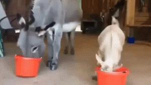 小哥也太菜了，不但没打中一个，还摔倒了，而且这不是足球